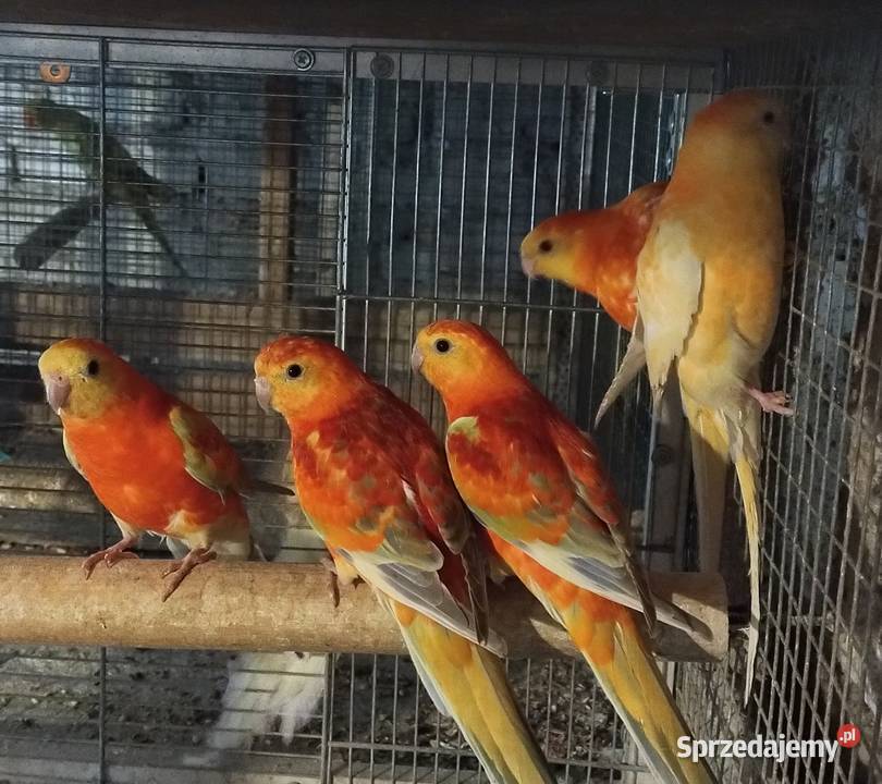 Papugi swiergoty Wodzisław Śląski