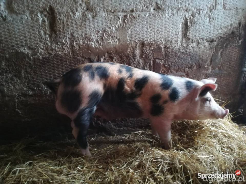 Knurek fusek Pietrain Trzoda chlewna Kalisz