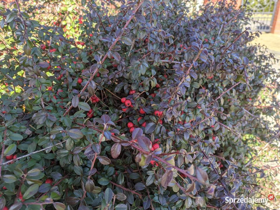 Irga Coral Beauty niski krzew duże sadzonki Liściaste lubelskie Lublin sprzedam