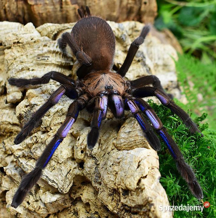 Ptasznik Chilobrachys natanicharum L4 ex małopolskie Głogoczów