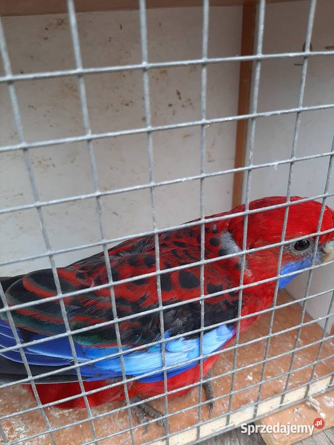 rozelle białolice i królewskie Czerwionka-Leszczyny