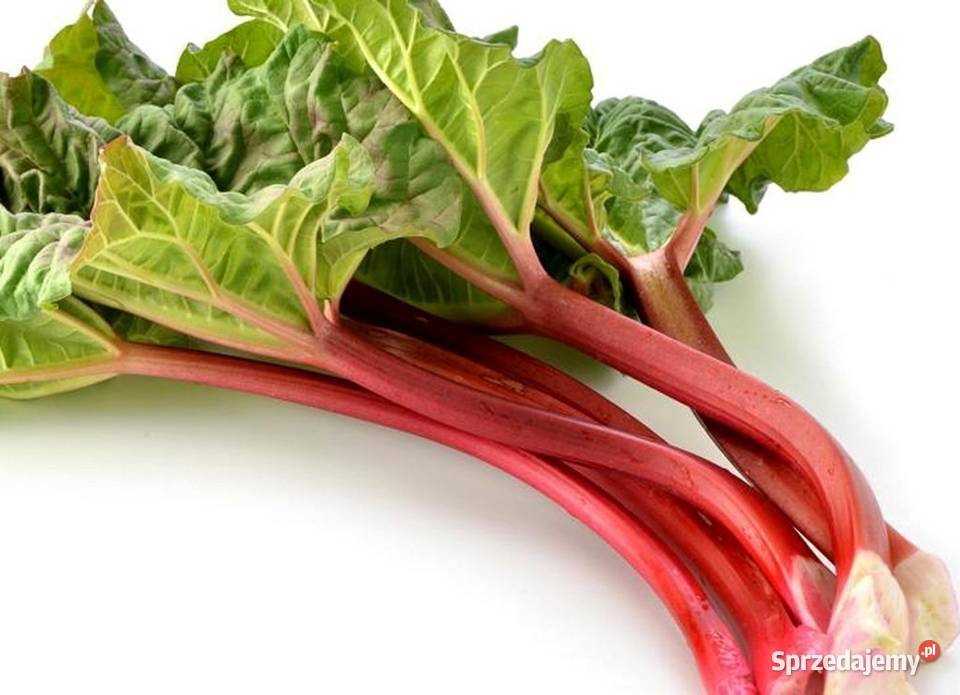 Rabarbar Malinowy Piękne Sadzonki 2 Letnie Owocowe Wołosate