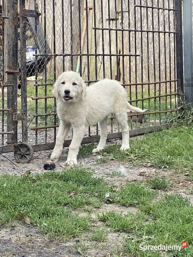 szczeniak owczarek podhalański Lublin