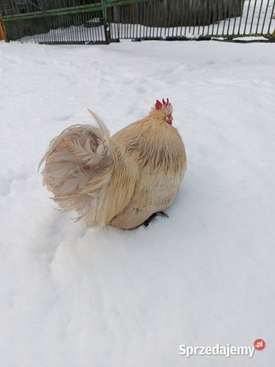 Kochin Miniaturowy przepiękne kogutki 2025 pary Sewerynówka sprzedam