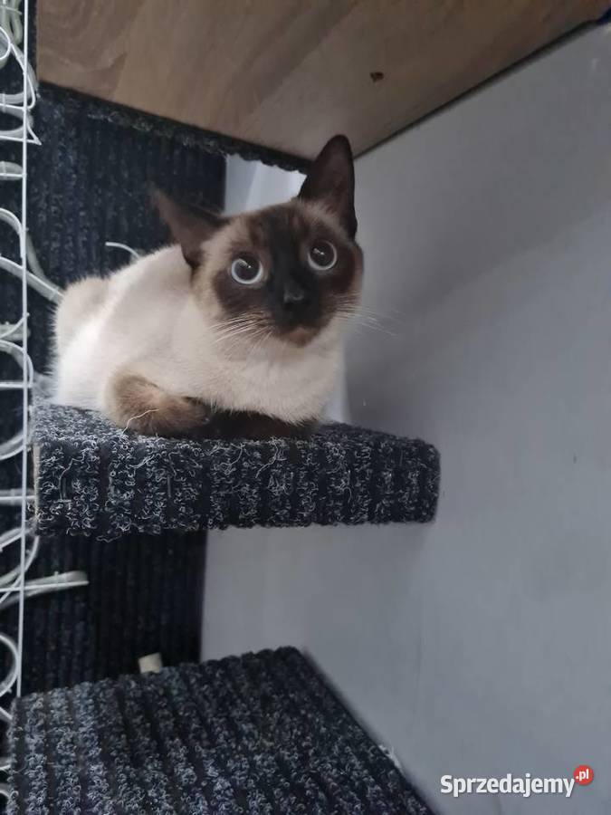 Kociaki Syjamskie do rezerwacji Lipno