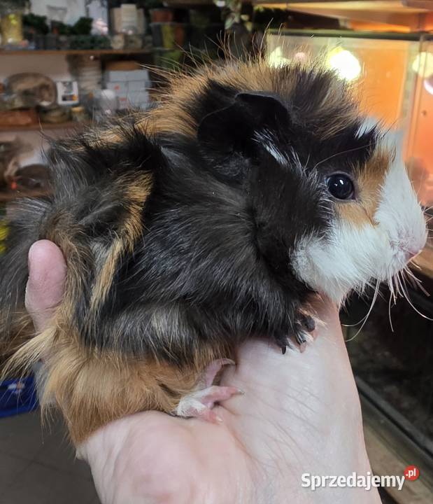 Świnka morska cavia domowa cawia Tarnów