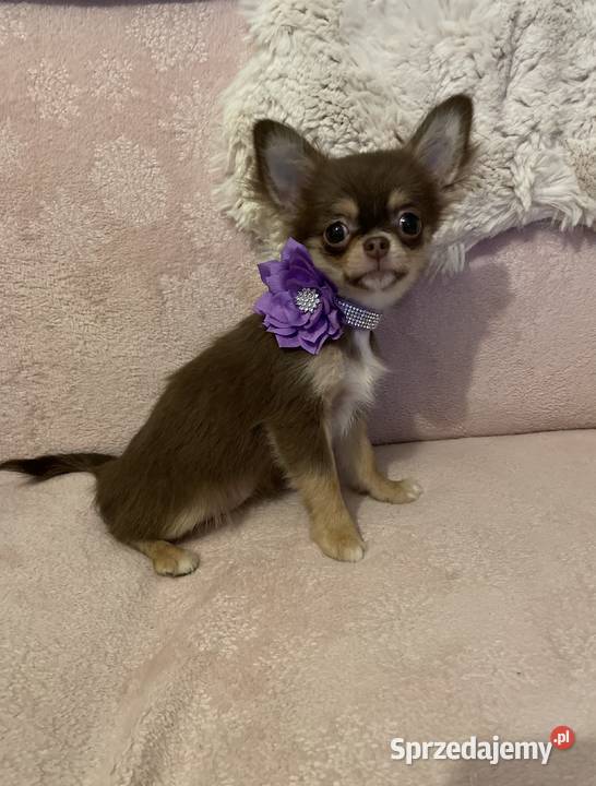 Mini sunia 15 Czekolada Chihuahua długowłosa Trzebnica sprzedam