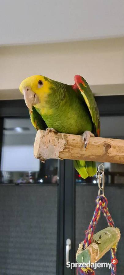 Amazonka Oratrix żółtogardła