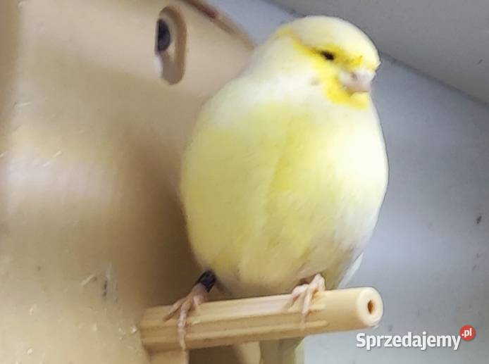Kanarek kanarki glostery pary Kępno