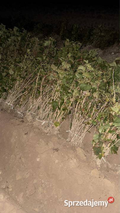 Sadzonka porzeczki tiesel sprzedam