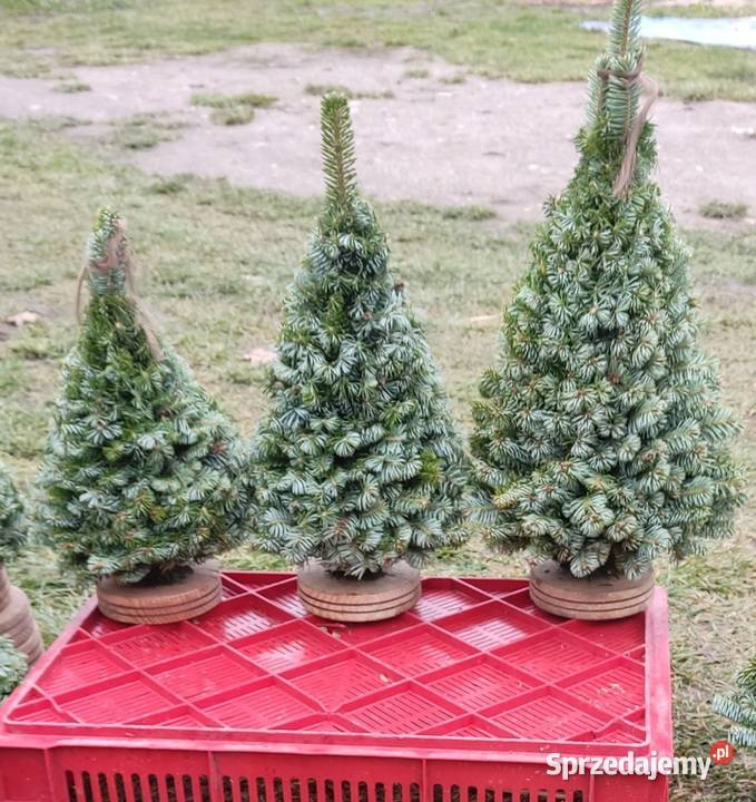 Choinka stroik wianki jemioła jodła jedlina Brody sprzedam