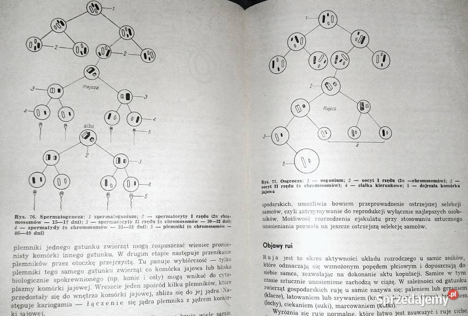 Ogólna hodowla zwierząt Bolesław Nowicki twarda Chełm