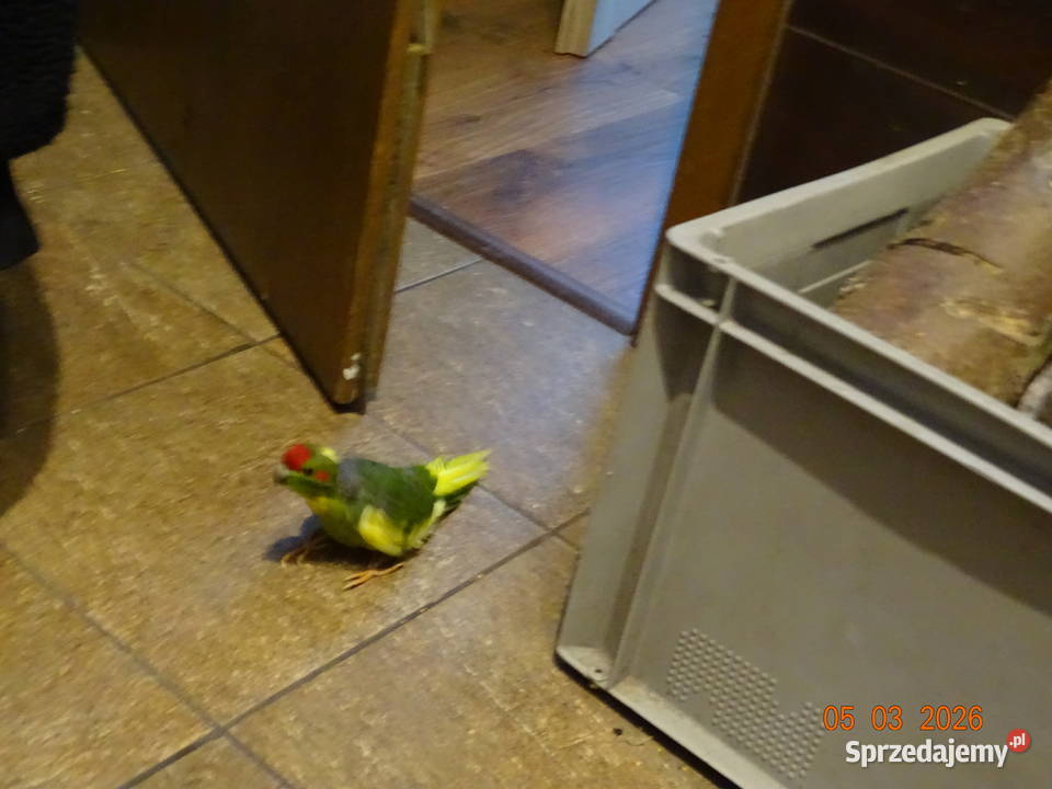 PAPUGI MODROLOTKI KOZIA Sędziszów Małopolski