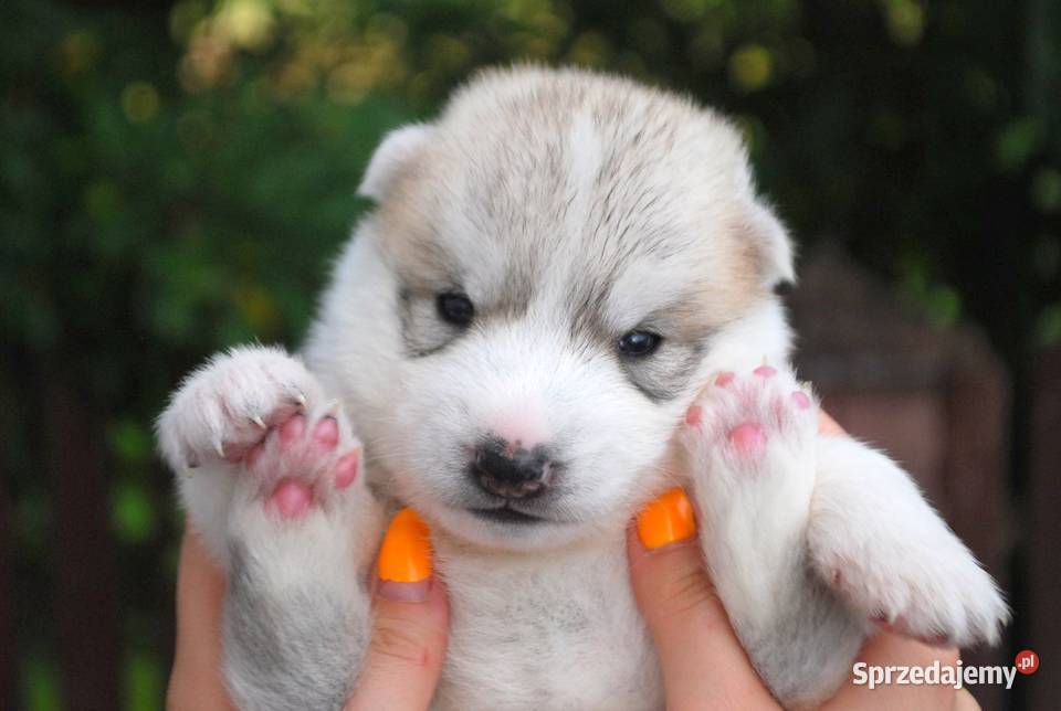 Szczeniaki srebrnobiałe Siberian Husky lato 2023