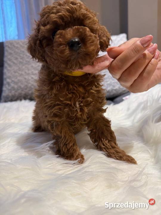 Pudelki Toy do odbioru Pozostałe Przedmieście Bliższe
