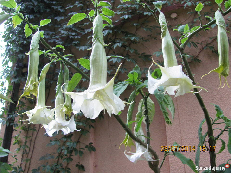 Datura biała podwójna kolory Rośliny Pokój
