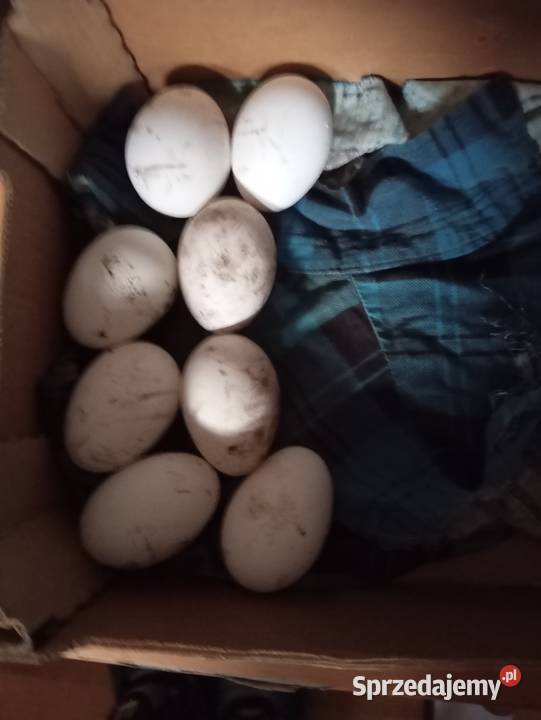 Jajka lęgowe gęsie Nysa