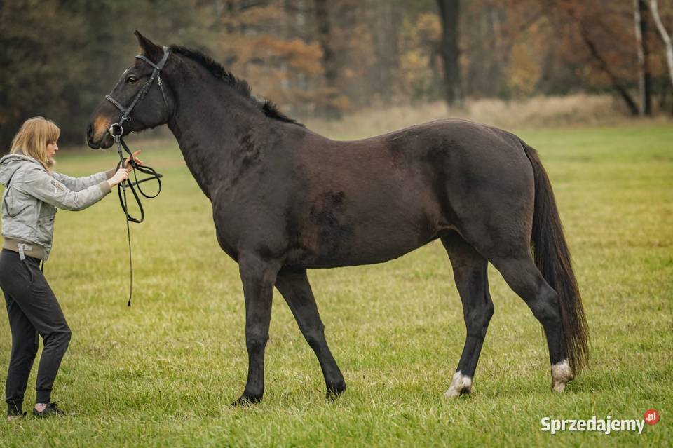 Klacz Wlkp ksiega główna Konie Kamień Śląski