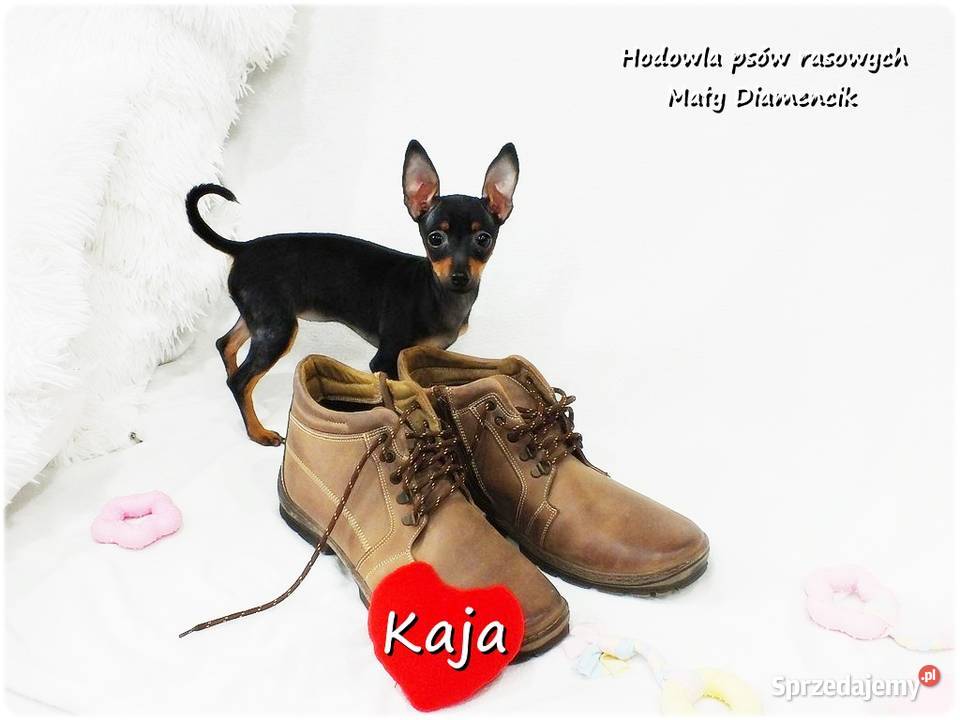 Pinczer miniaturowy Ratlerek Suczka KAJA z lubuskie Żary sprzedam