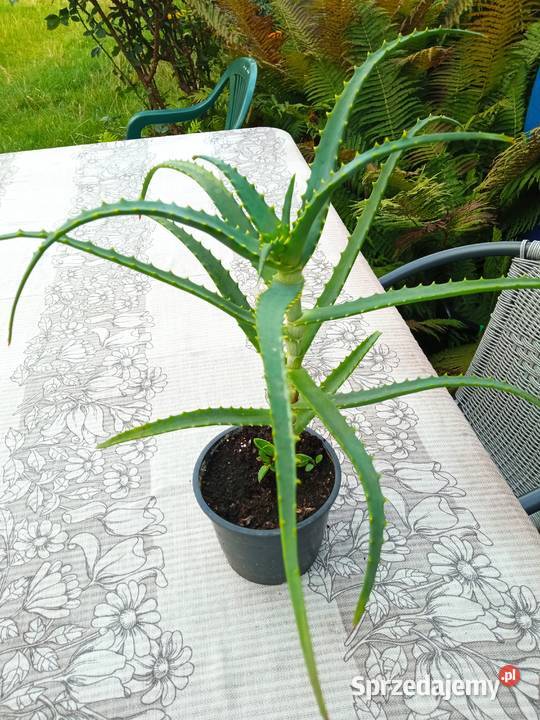Cylindropuntia subulata sukulent ten i inne podlaskie Białystok