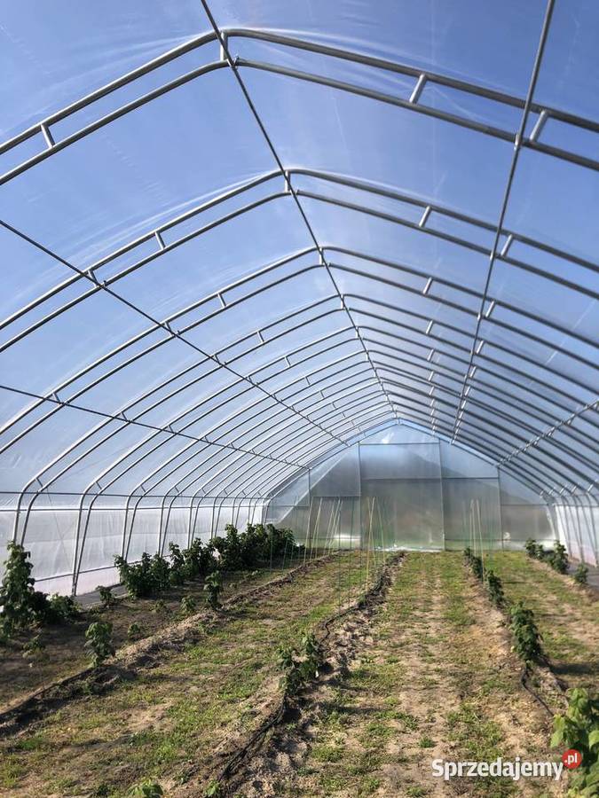 szklarnia Produkcja