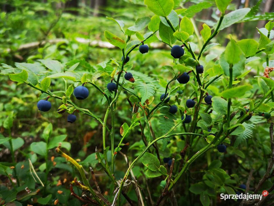 Jagody Leśne 125zl litr Świeże Nadal Zbieram Tarnówko sprzedam