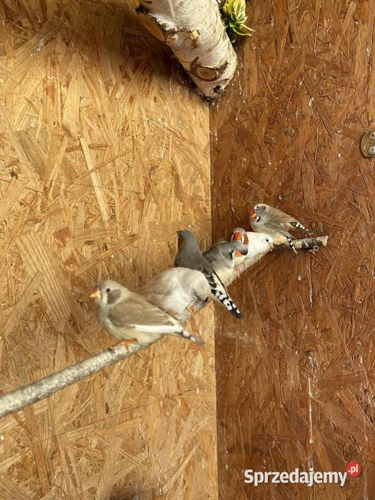 Sprzedam zeberki Mechlin