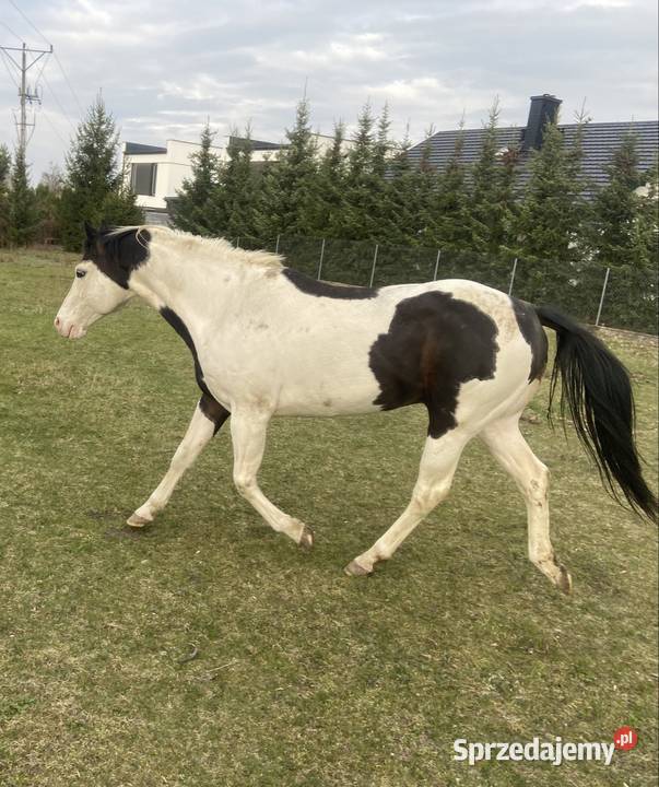 Stanówka Ogier APH Zamość