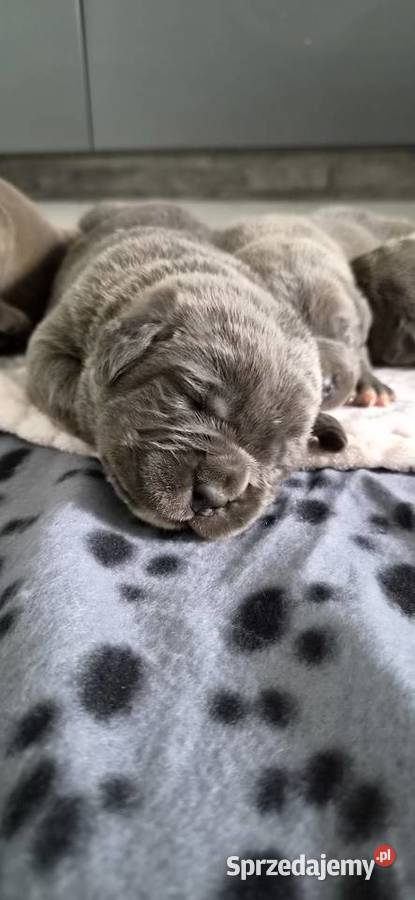 Cane corso Bychawa sprzedam