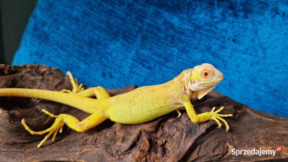 Legwan zielony iguana iguana red albino x albino Jelenia Góra