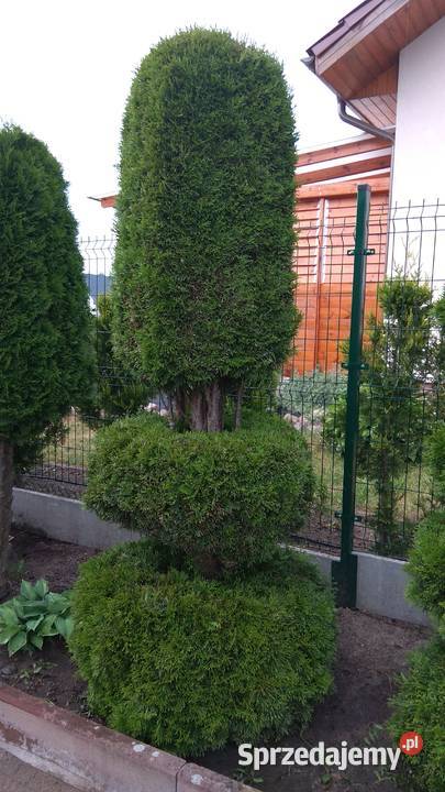 Usługi ogrodnicze i malowanie i budowlane Usługi ogrodnicze Szczecinek