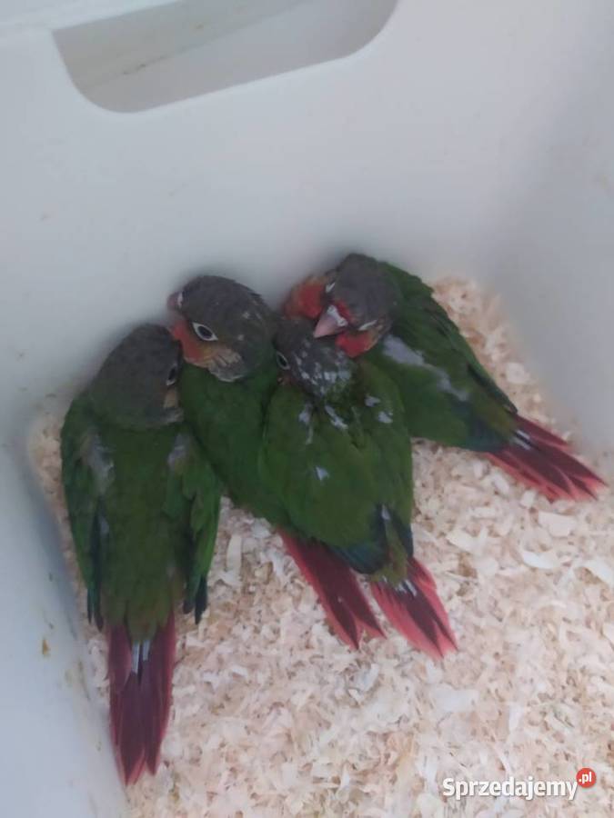 Papugi Rudosterki Ręcznie karmione Tychy