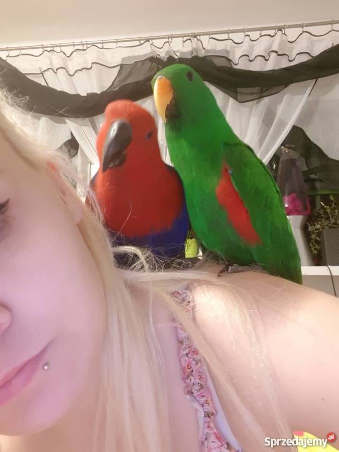 Lora wielka para Ptaki Zielona Góra