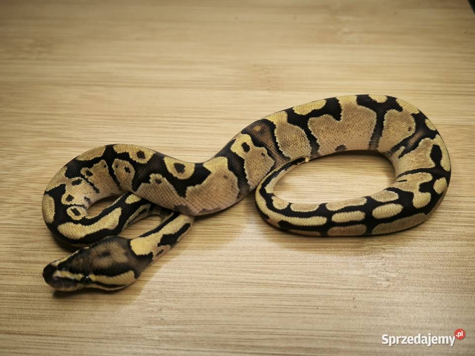 Pyton królewski Enchi Fire het Clown Makowiec