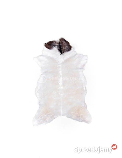 Skóra z kozy kozia skóra kozia skóra dekoracyjna małopolskie Szaflary