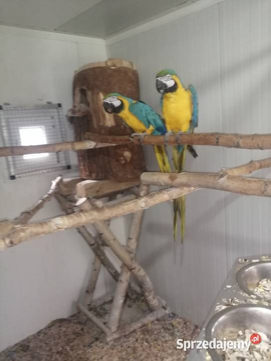 Ary ararauny para lęgowa