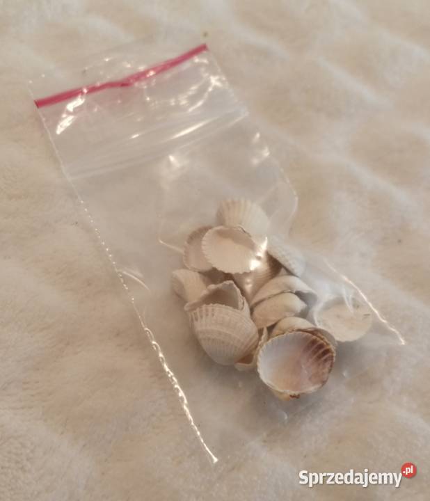 Zestaw muszli 22 13 71 Kreatywne Czeladź