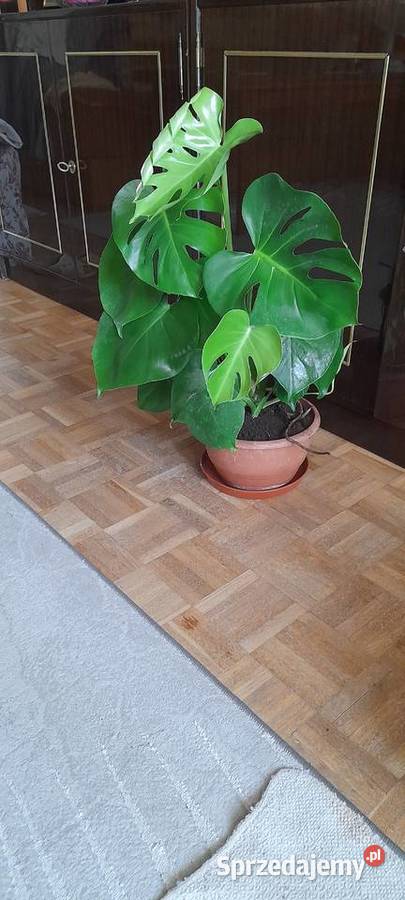 Monstera roślina doniczkowa Warszawa