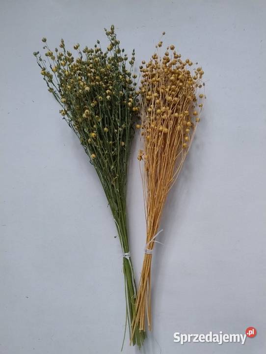 Suszone rośliny do palm bukietów Lublin