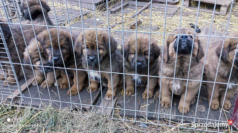 Mastif Tybetański Sandomierz