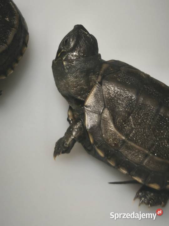 Żółw chiński I Inne odmiany żółwi wodno lądowych Gady i płazy Wałbrzych