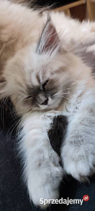 Arya kotka syberyjska neva masquerade Syberyjski łódzkie Wola Szydłowiecka