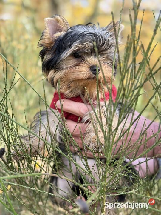Hodowla Edi Stars ZKwPFCI Yorkshire Terrier z Bydgoszcz