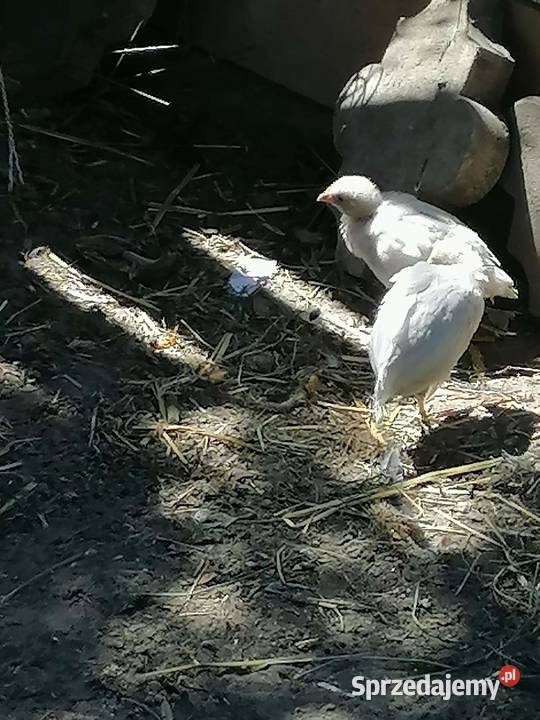 onagadori 3 wielkopolskie sprzedam