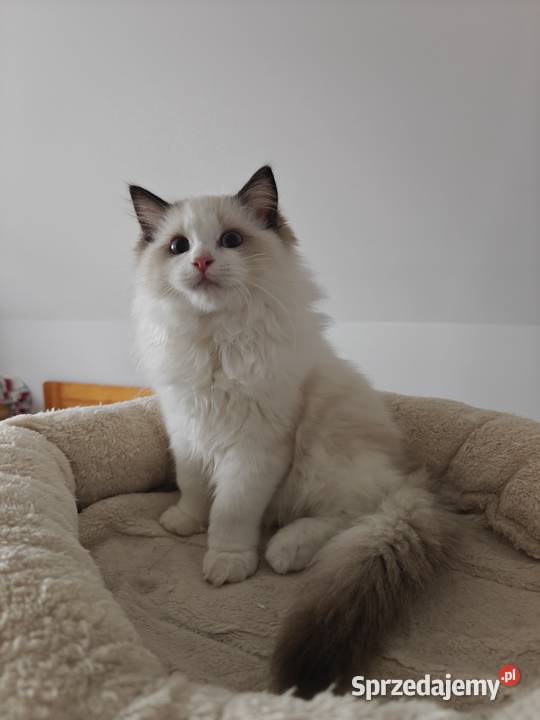 Kocięta Ragdoll towarzyskie hodowla 12 lat Ragdoll Lublin