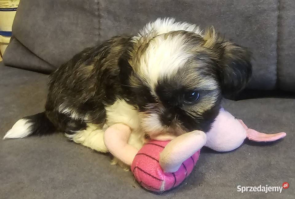 Shih Tzu chłopiec Częstochowa