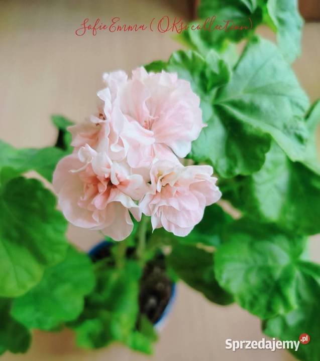 Sadzonki pelargonii kolekcjonerskie Koszalin