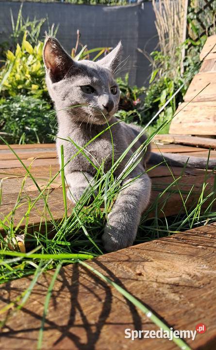 Kocurek Rosyjski Niebieski Jaczów