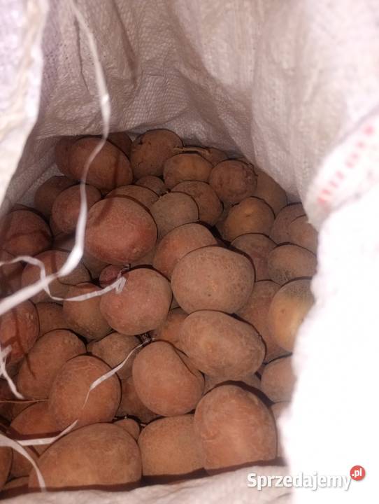 Ziemniaki paszowe Płonka sprzedam