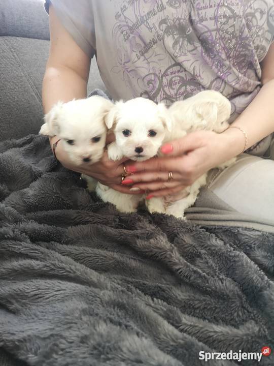 Maltańczyk Maltańczyki Białystok